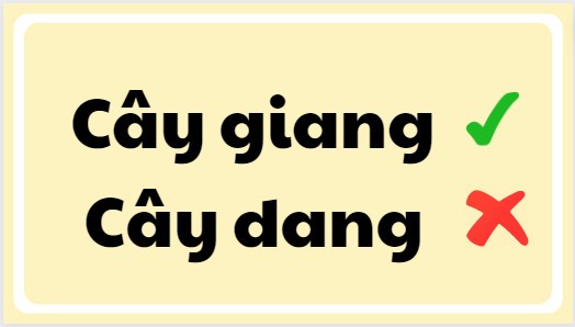 Cây giang được sử dụng để đan lát, làm lạt buộc, và nhiều công dụng khác trong đời sống hàng ngày của người Việt